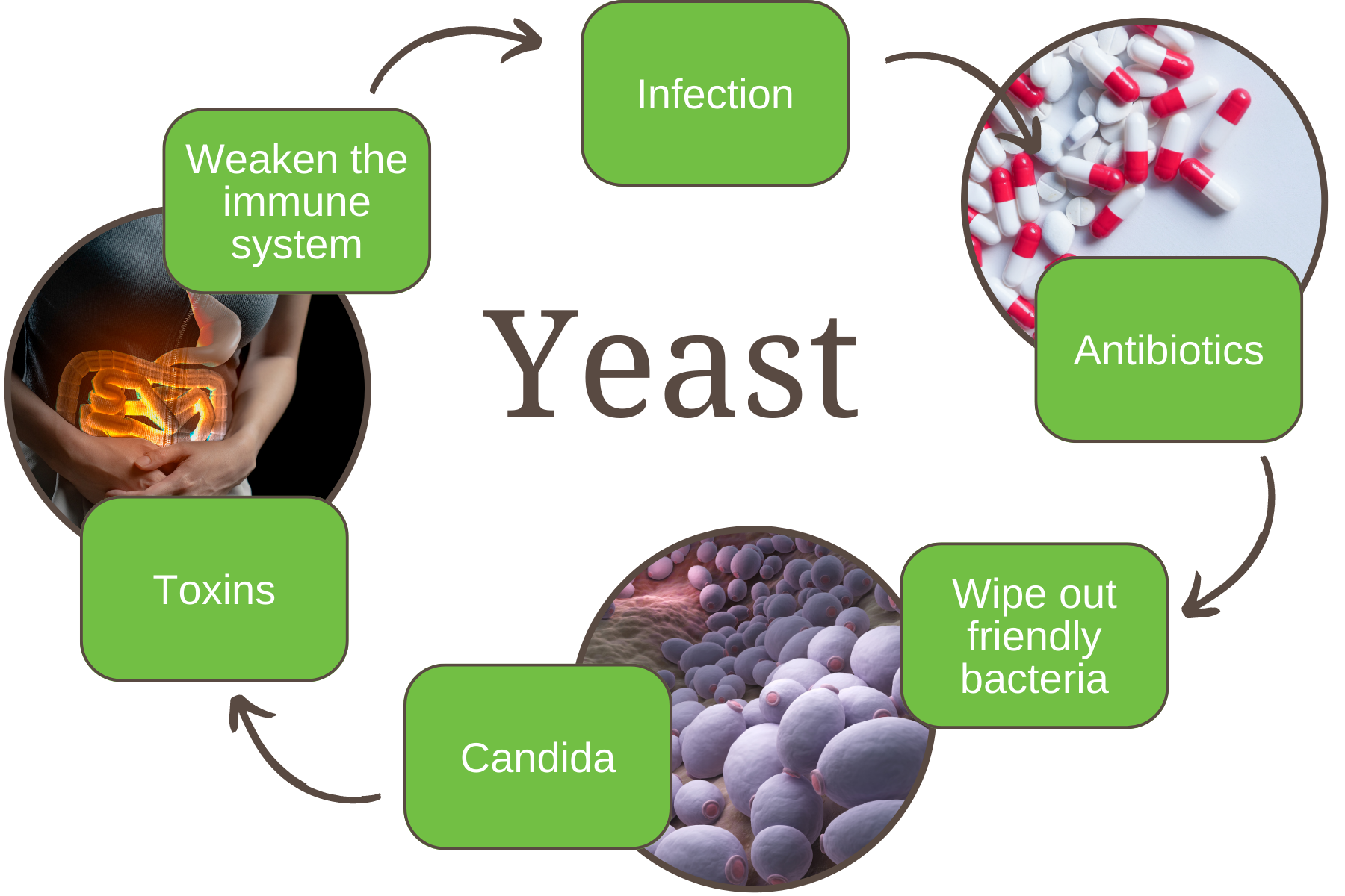 Yeast Candida