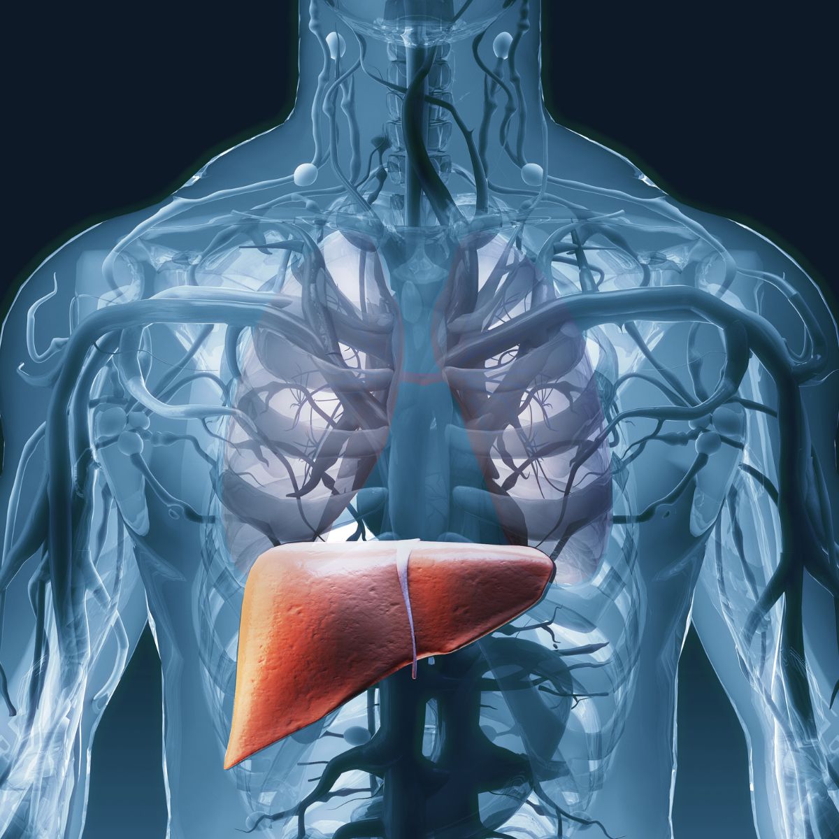 liver