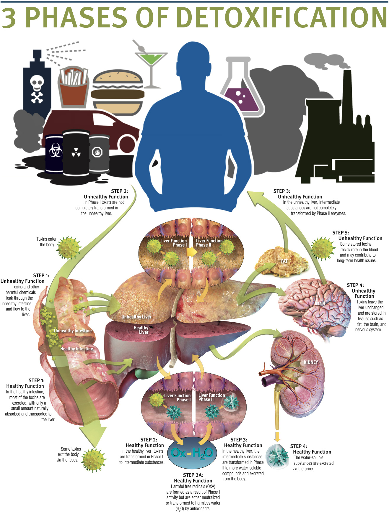 3 Phases of Detoxification