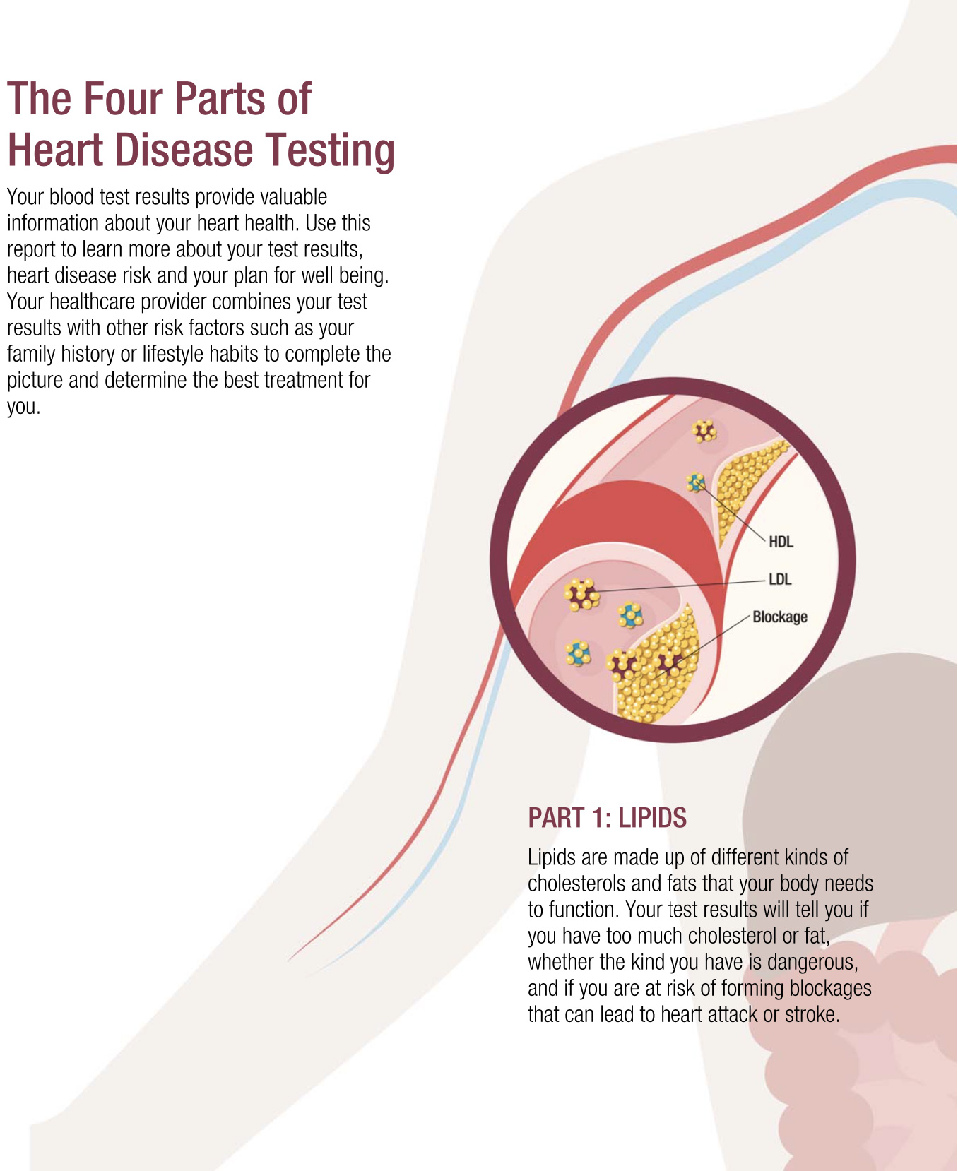 4 Parts to Heart Disease Testing