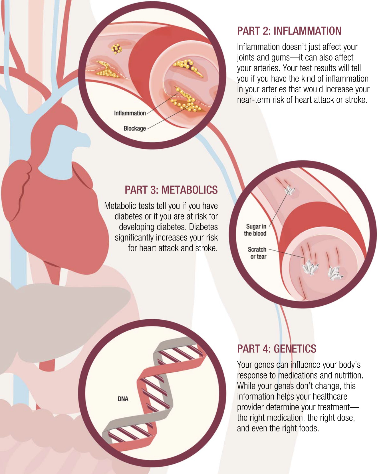 4 Parts to Heart Disease Testing Part 2